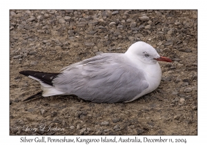 Silver Gull