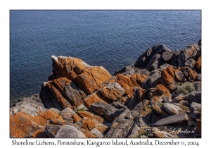 Shoreline Lichens