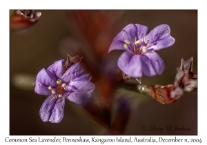 Common Sea Lavender