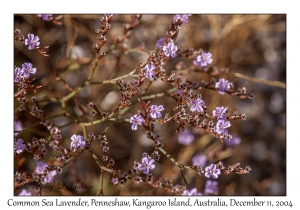 Common Sea Lavender