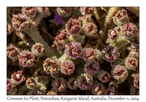 Common Ice Plant