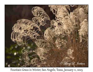 Fountain Grass in Winter