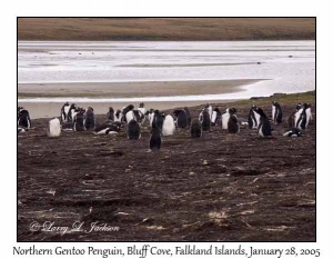 Northern Gentoo Penguins