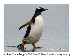 Northern Gentoo Penguin