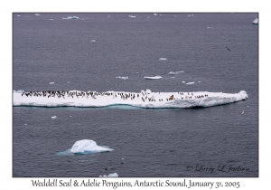 Weddell Seal & Adelie Penguins