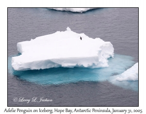 Adelie Penquin on Iceberg