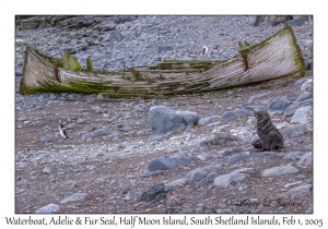 Waterboat, Adelie Penguin & Antarctic Fur Seal