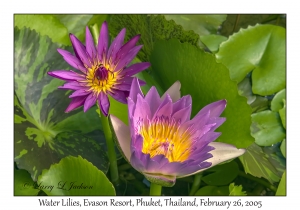 Water Lilies