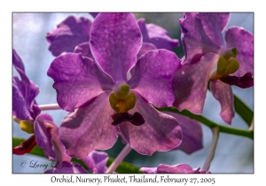 Orchid