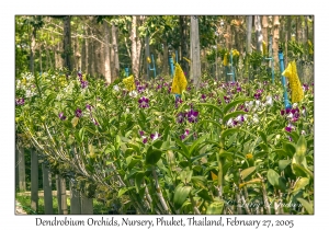 Dendrobium Orchids