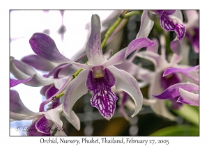 Orchid