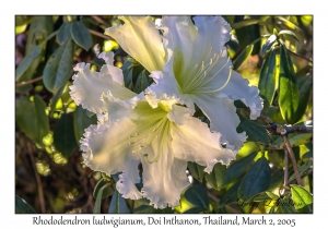 Rhododendron ludwigianum