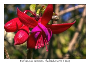 Fuchsia hybrid