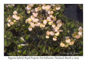 Begonia hybrid