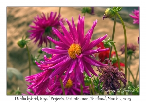 Dahlia hybrid