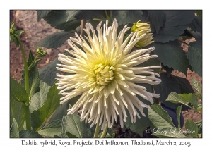 Dahlia hybrid