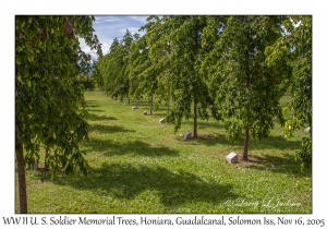 WW II U S Soldier Memorial Trees