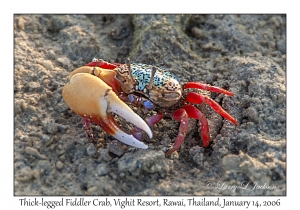 Thick-legged Fiddler Crab
