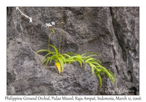Philippine Ground Orchid