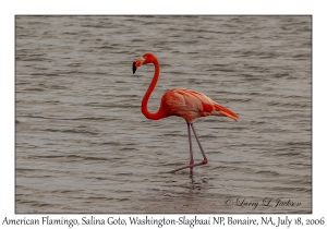 American Flamingo