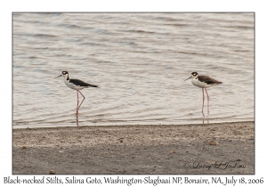 Black-necked Stilt