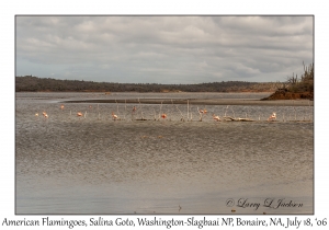 American Flamingoes