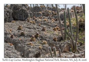 Turk's Cap Cactus