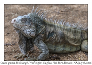 Green Iguana