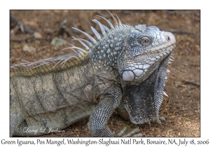 Green Iguana