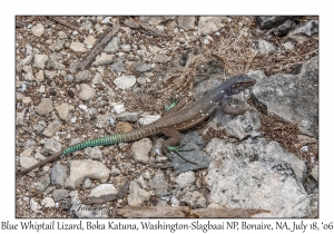 Blue Whiptail Lizard