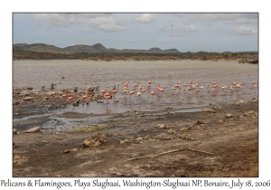 Brown Pelicans & American Flamingoes