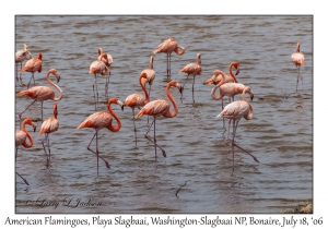 American Flamingoes