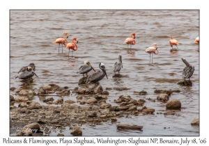 Brown Pelicans & American Flamingoes
