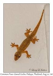 Common Four-clawed Gecko