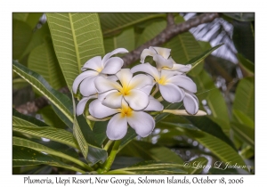 Plumeria Flowers