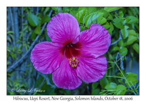 Hibiscus