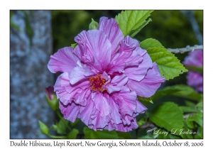 Double Hibiscus