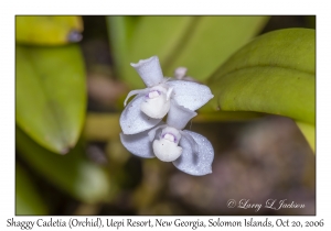 Shaggy Cadetia