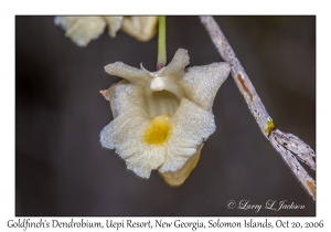 Goldfinch's Dendrobium