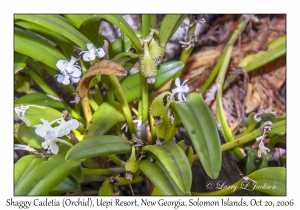 Shaggy Cadetia