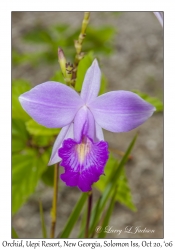 Ground Orchid