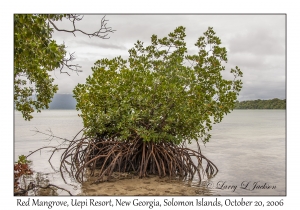 Red Mangrove