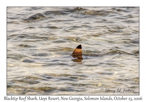 Blacktip Reef Shark