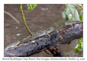 Barred Mudskipper