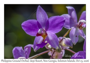Philippine Ground Orchid
