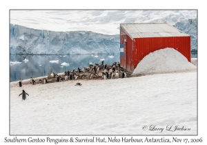 Southern Gentoo Penguins & Survival Hut