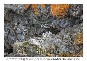 Cape Petrel nesting or resting