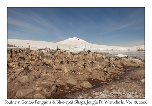 Southern Gentoo Penguins & Blue-eyed Shags