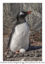 Southern Gentoo Penguin & egg