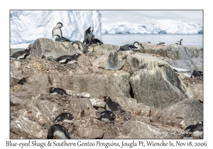 Blue-eyed Shags & Southern Gentoo Penguins